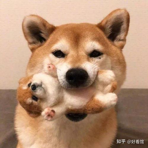 微信头像用动物头像好吗