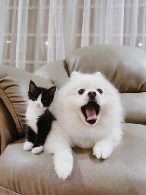 猫狗双全 属蛇的人养这些宠物比较好