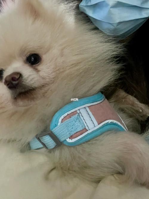 为什么不建议生狗宝宝