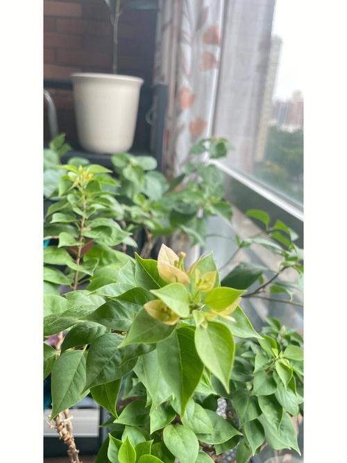 梦见浇树什么意思