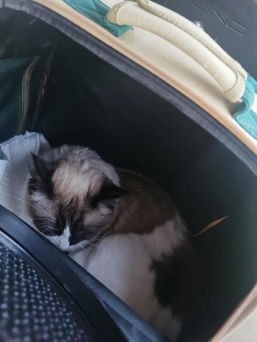 搬家带猫好不好