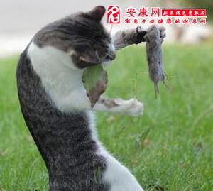 梦见死老鼠周公解梦,梦见死老鼠是什么意思?