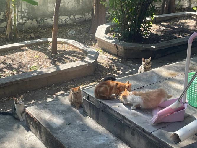 梦见一群流浪猫