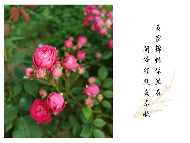 蔷薇花花语:美好的爱情、爱的思念
