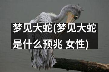 女人梦见好大一条蟒蛇有什么征兆