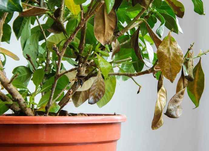 家里植物总是枯萎是不是植物风水不好?
