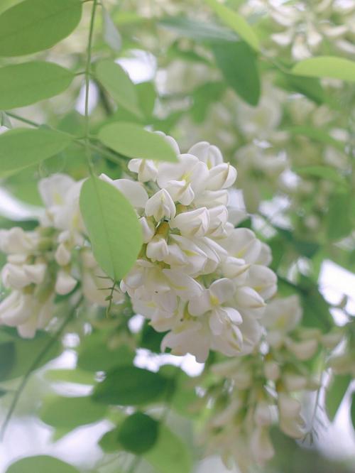 梦见槐花开