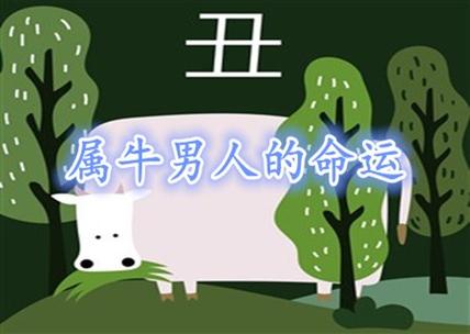 属牛的男人的性格