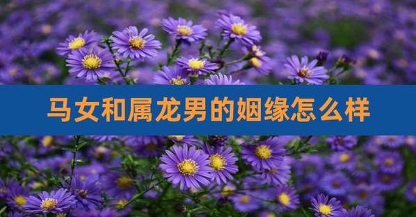 女龙男马的姻缘怎么样