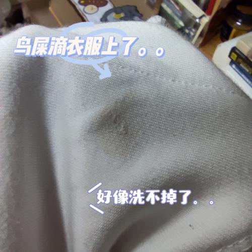 梦见鸟屎掉在屋里