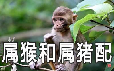 爸爸属猴孩子属猪合不合