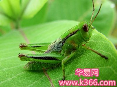 周公解梦梦见蝗虫
