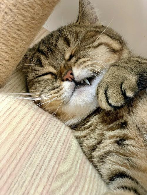 梦见一只花猫