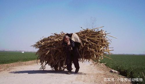 梦见自己背着一捆柴是什么意思
