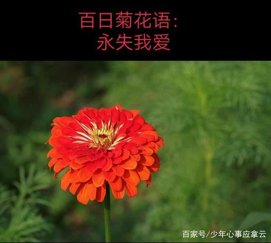 白日菊花语:永失我爱