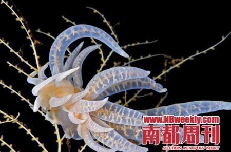 梦见软体动物是什么意思