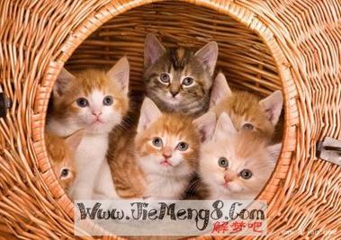 梦见猫来家里