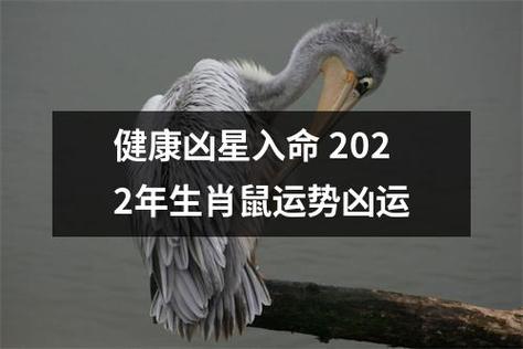 生肖鼠的凶星