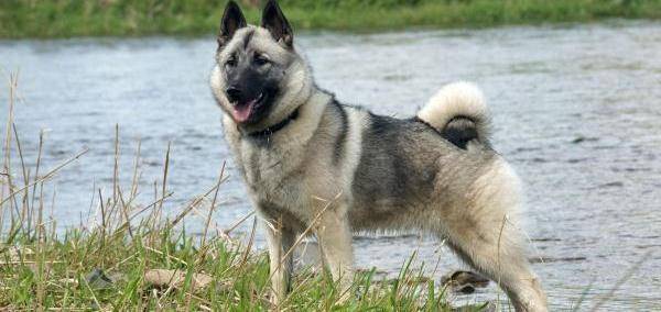 梦见猎犬周公解梦,梦见猎犬是什么意思?