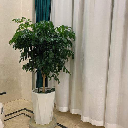 发财树放哪里合适