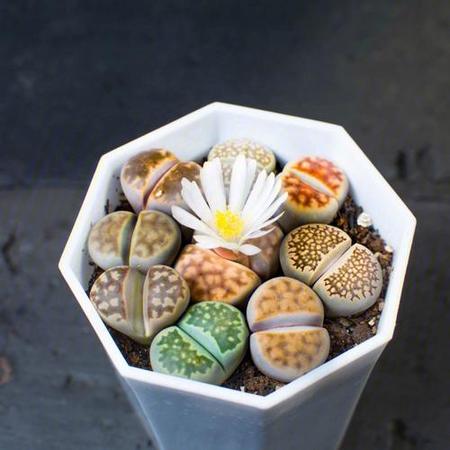 星座植物花语,李夫人系生石花