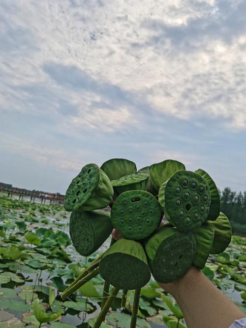 梦见自己摘莲蓬是啥意思