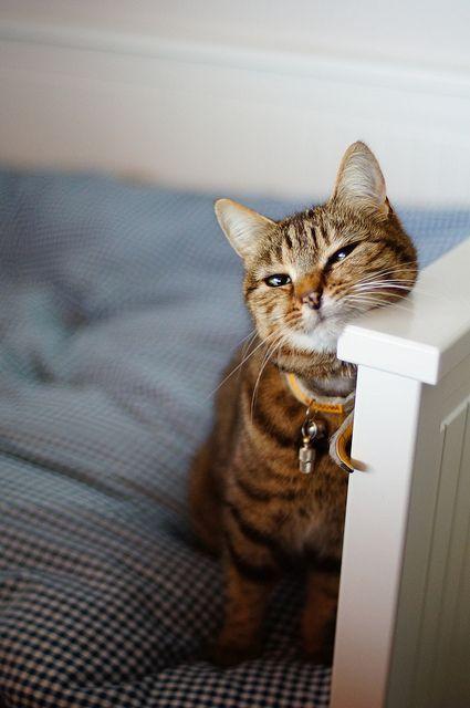 渴望自由 像猫一样神秘的四大星座