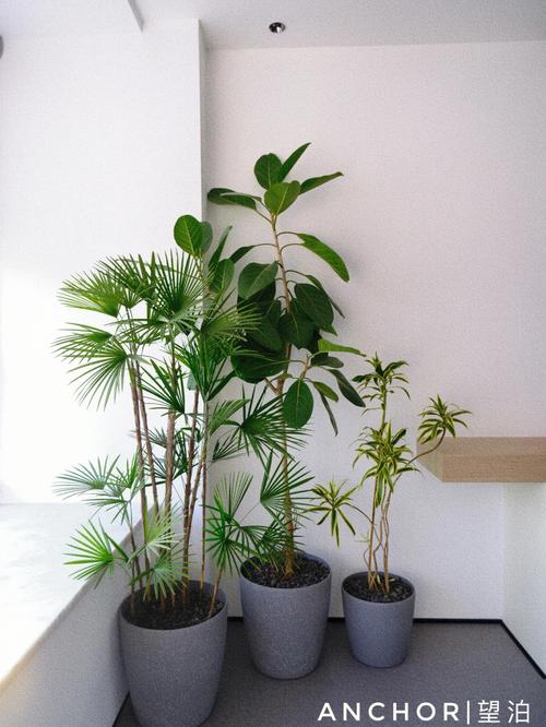 卧室放什么植物防烂桃花?烂桃花怎么解决?