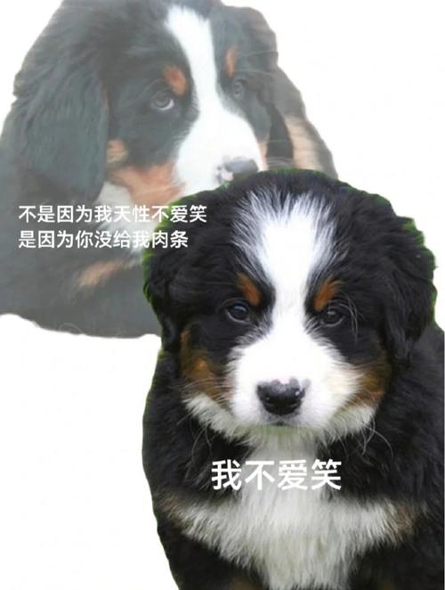 梦见狗搂着我
