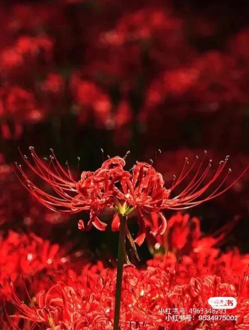 彼岸花有毒吗,中毒会怎样?