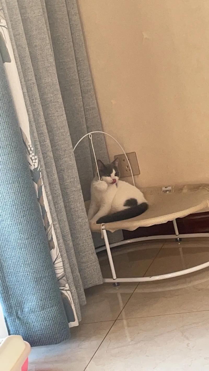 梦见猫抱住左腿不放
