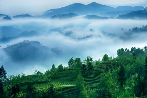 梦见茶园