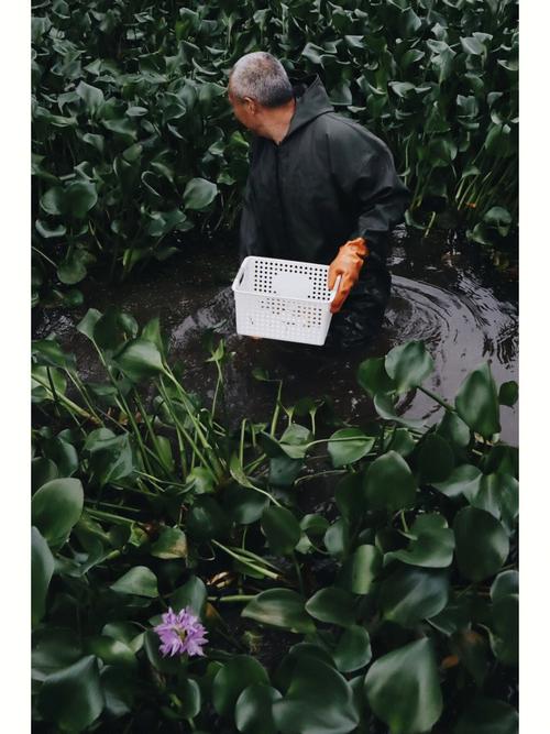 梦见爸爸割草