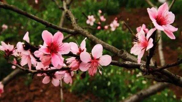 6月下旬桃花开真爱来