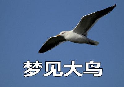 梦见大鸟