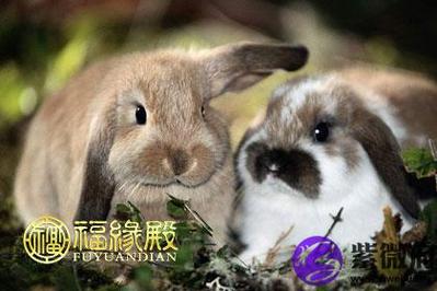 属兔认为一段好的友谊是什么样的
