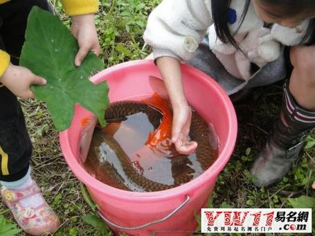 梦见捉鱼回家,或将带回权力和财富