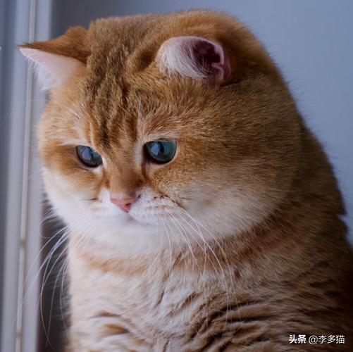 黄猫主动上门预兆