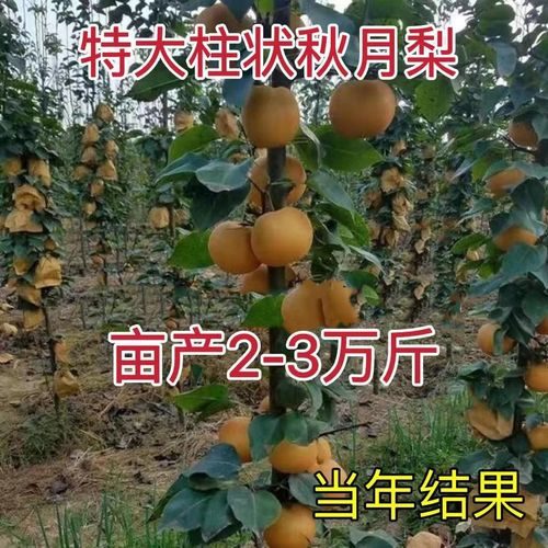 家里可以种梨树吗?种梨树的风水禁忌要注意!
