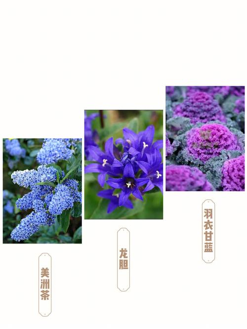 植物花语 冬天适合种什么植物