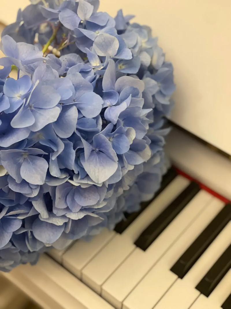 花语大全：绣球花花语是什么？