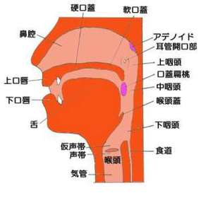 梦见咽喉是什么意思