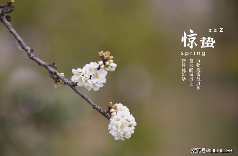 艾菲尔 12生肖节气惊蛰运势3.6-3.20
