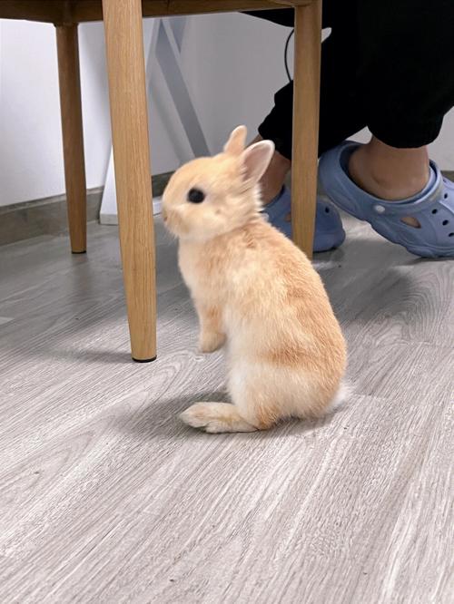 梦见家里进来两只兔子