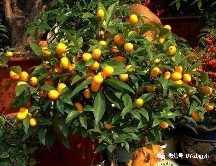家门口的事业有成植物