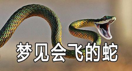 梦见蛇在飞