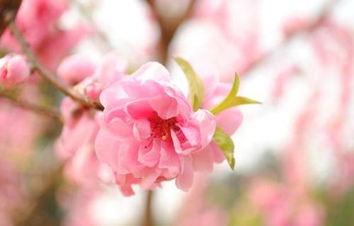 家里放什么花招桃花运