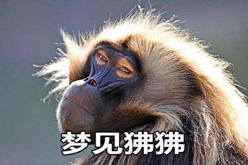 梦见狒狒