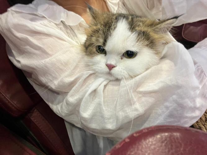 梦见猫饿了一直叫唤