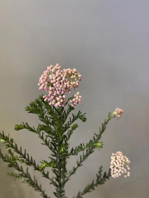 小米花花语是什么意思